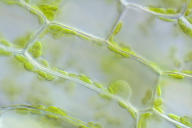 Cellule chlorophyllienne x100